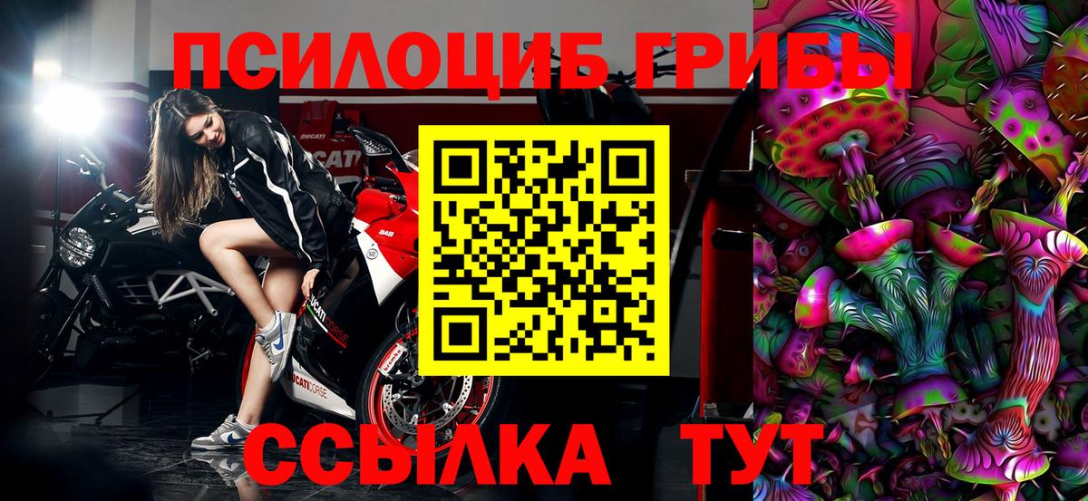 Псилоцибиновые грибы Cubensis Новозыбков